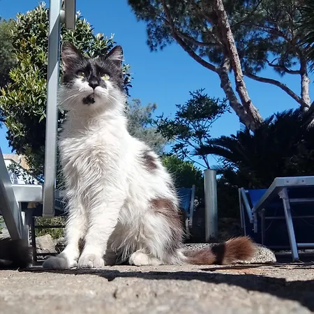 Cinque Pini